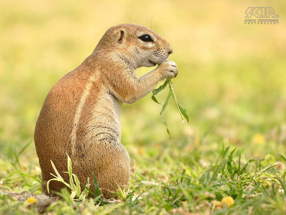 Waterberg - Ground squirrel (Xerus inauris) Stefan Cruysberghs